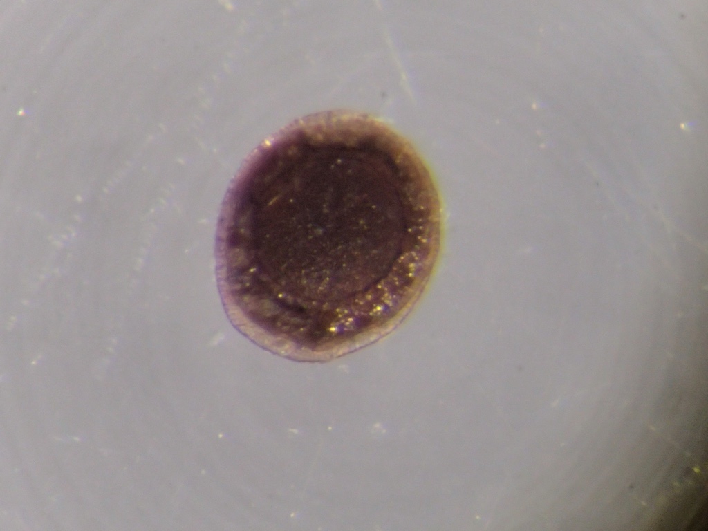 Plumatella repens (Linnaeus, 1758)