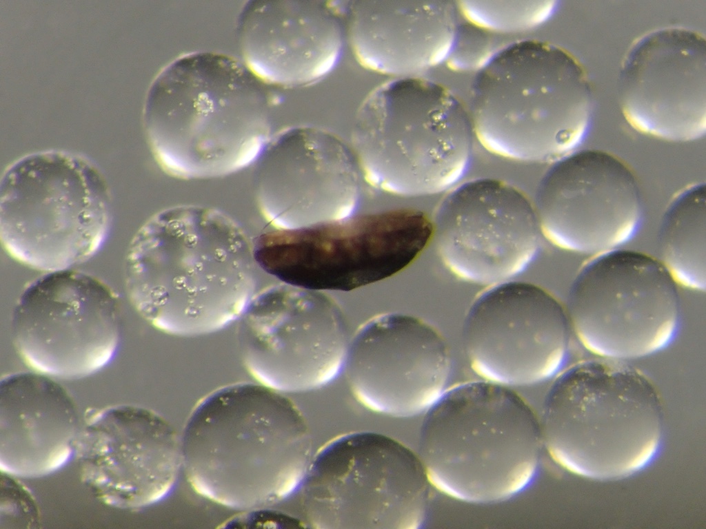 Plumatella repens (Linnaeus, 1758)