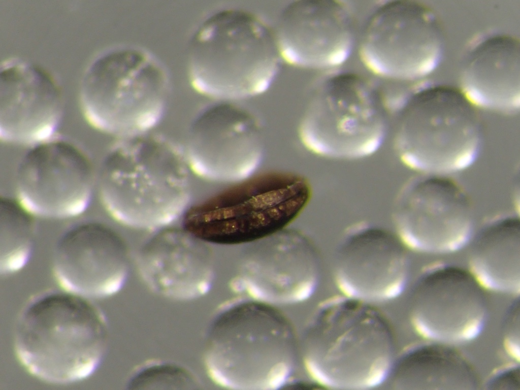Plumatella repens (Linnaeus, 1758)